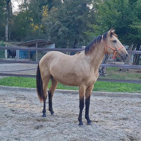 Apartmán Repos Rouge-Plaisir Au Milieu Des Chevaux Kembs Exteriér fotografie