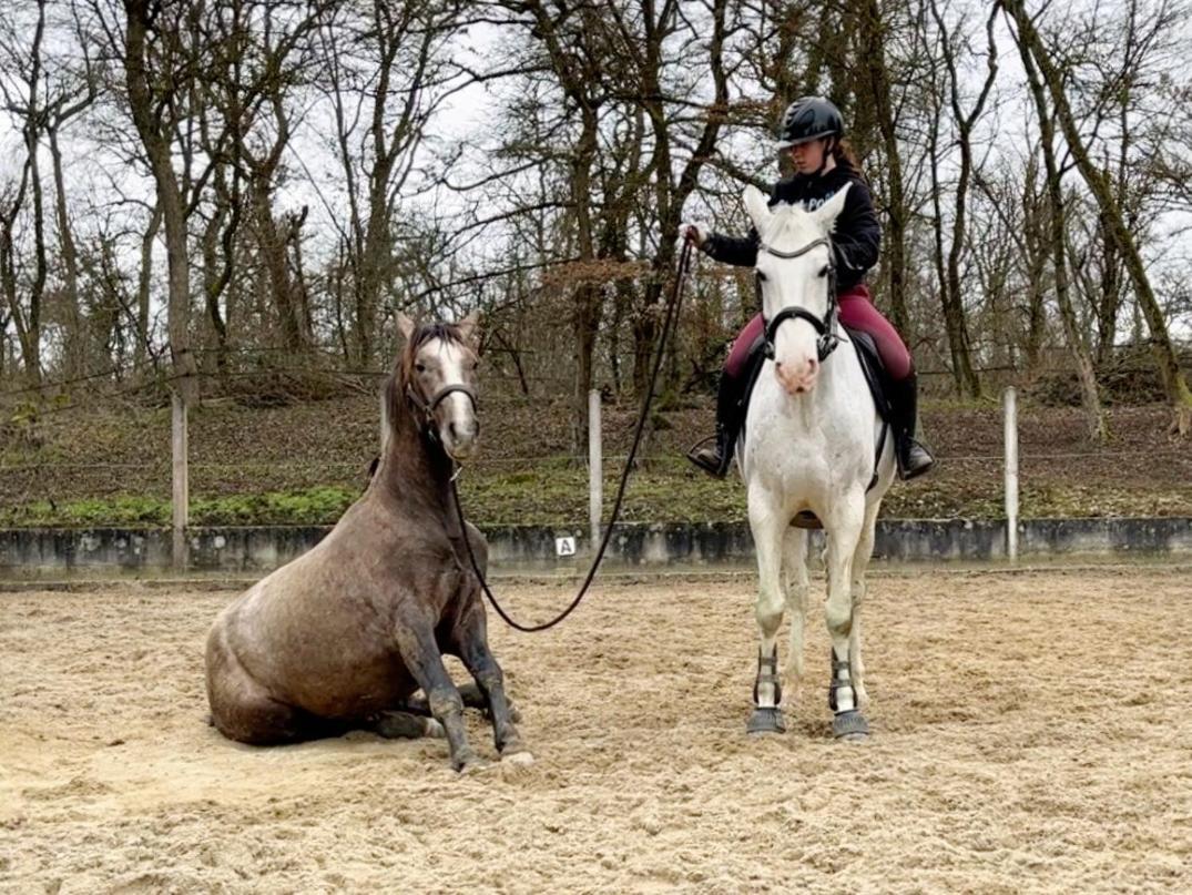 Apartmán Repos Rouge-Plaisir Au Milieu Des Chevaux Kembs Exteriér fotografie