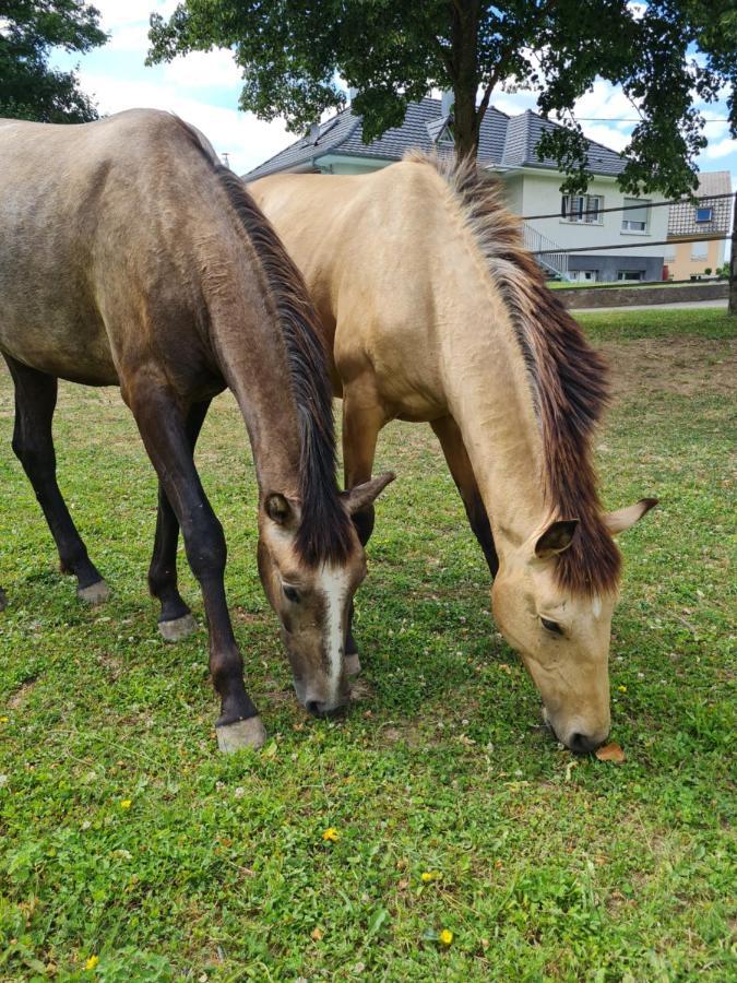 Apartmán Repos Rouge-Plaisir Au Milieu Des Chevaux Kembs Exteriér fotografie